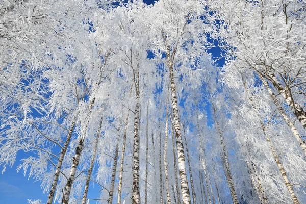 Birch trees in rime on a winter day — Stock Photo, Image