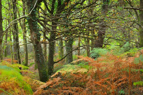 Loofbomen herfst eiken bos met varens — Stockfoto