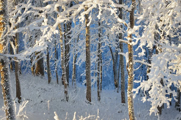 Bosque cubierto de nieve y rima — Foto de Stock