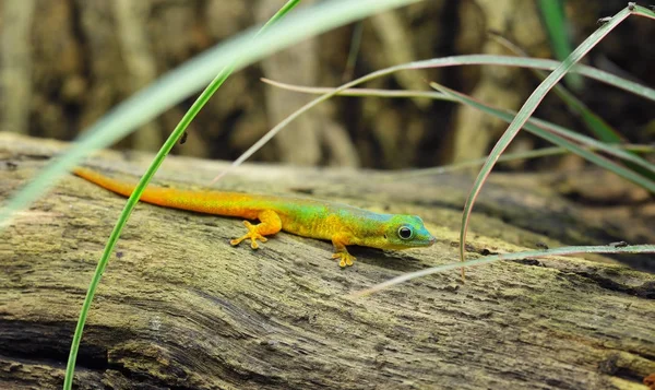 Gecko ödla på en stock i högt gräs — Stockfoto
