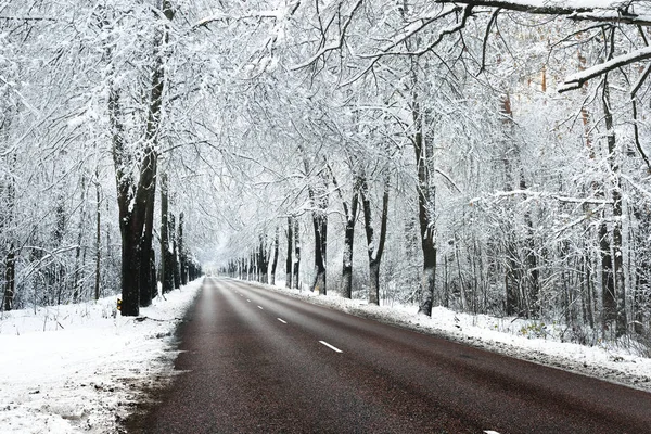 Allee aus schneebedeckten Bäumen und die Straße — Stockfoto