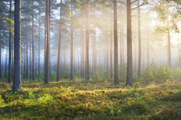 Amanecer brumoso en el bosque caducifolio —  Fotos de Stock