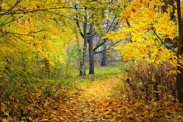 Callejón de otoño en un viejo parque — Foto de Stock
