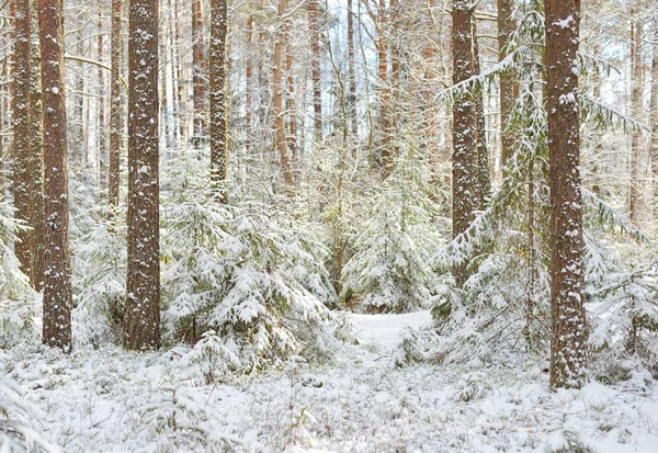 Snowcovered pine tree forest in winter — Stock Photo, Image