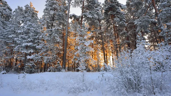 País das maravilhas do inverno em uma floresta de pinheiros nevados — Fotografia de Stock