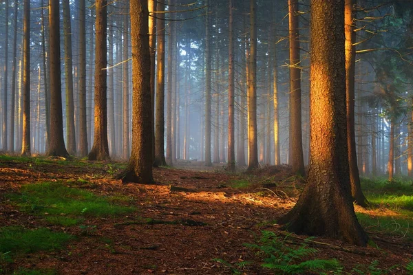 Nap sugarai egy ködös titokzatos erdő — Stock Fotó