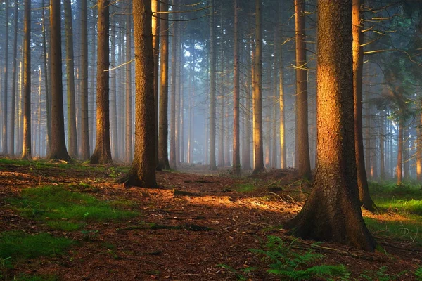 Raios solares em uma floresta enevoada e misteriosa — Fotografia de Stock