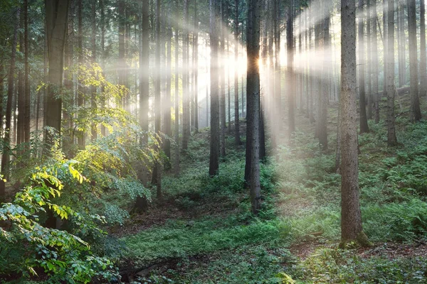 Sun rays in a fog in a misty forest — Stock Photo, Image