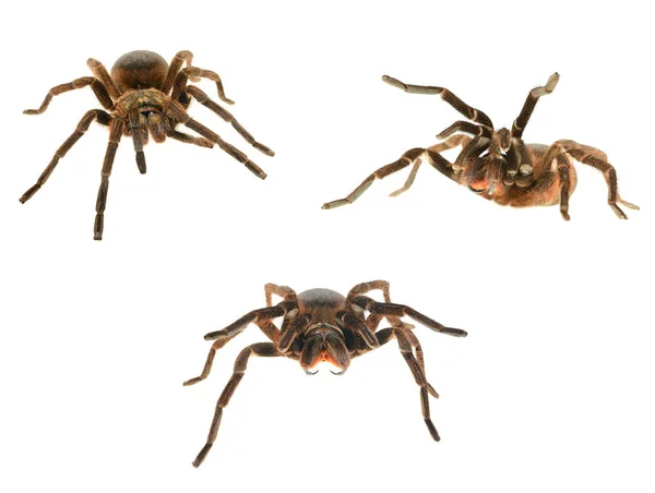 Jätte tarantula phormictopus platus — Stockfoto