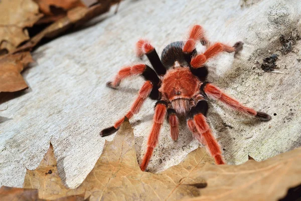 Birdeater tarantula spider Brachypelma boehmei