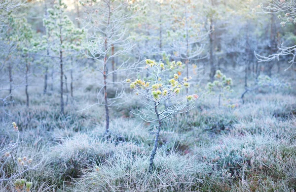 Floresta de pântano coberta de rima — Fotografia de Stock