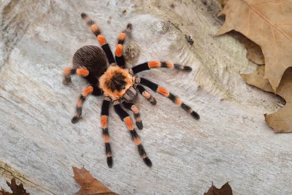 Birdeater tarantula spider Brachypelma smithi — Zdjęcie stockowe