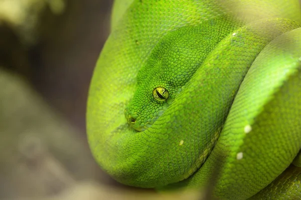 Πράσινο δέντρο python morelia viridis — Φωτογραφία Αρχείου