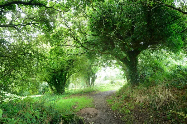 Footpath in a green oak tree tunnel