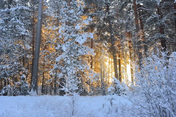 Paese delle meraviglie invernali in una pineta innevata — Foto Stock