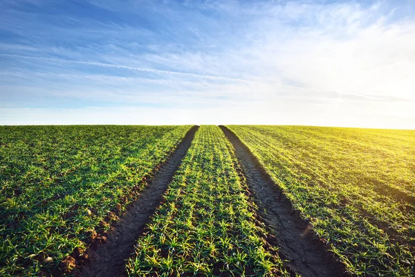 Yemyeşil yeşil tarım alanı 