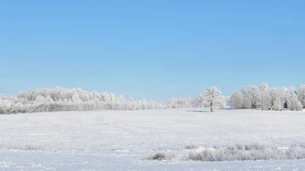 被森林包围的被雪覆盖的田野 — 图库照片