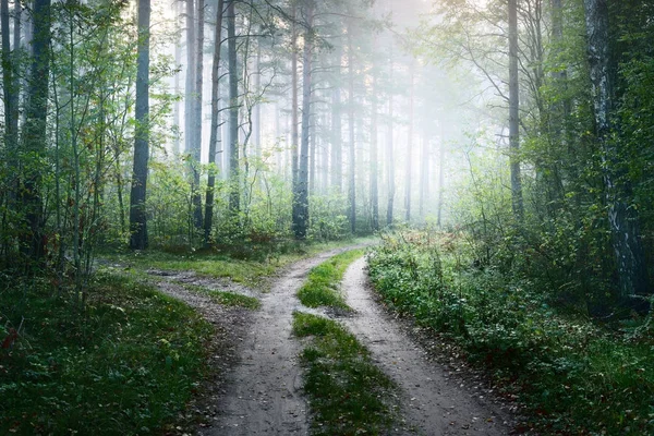 Ένα δρόμο και ομιχλώδη Ανατολή στο δάσος φυλλοβόλων — Φωτογραφία Αρχείου