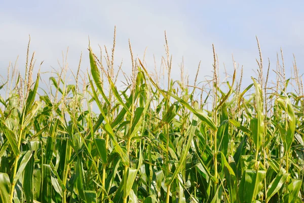 Groene maïsvelden — Stockfoto