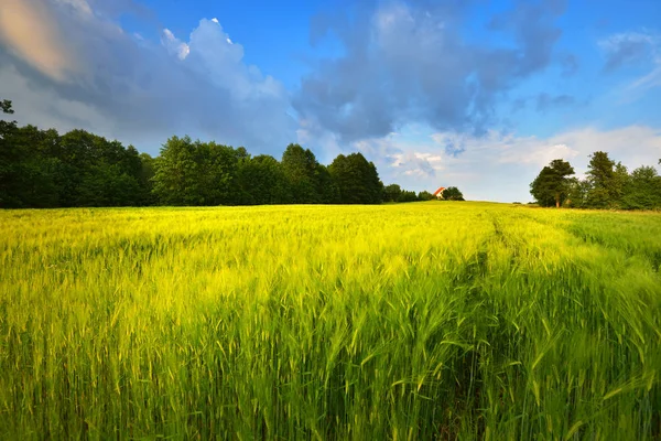 Fresh lush green meadow in summer — Stock Photo, Image