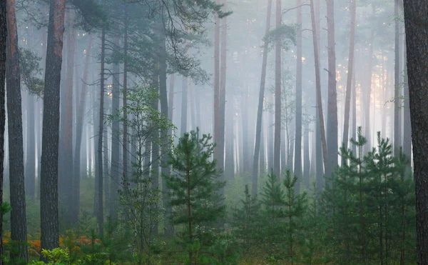 Mlhavé svítání v krásném listnatý les — Stock fotografie