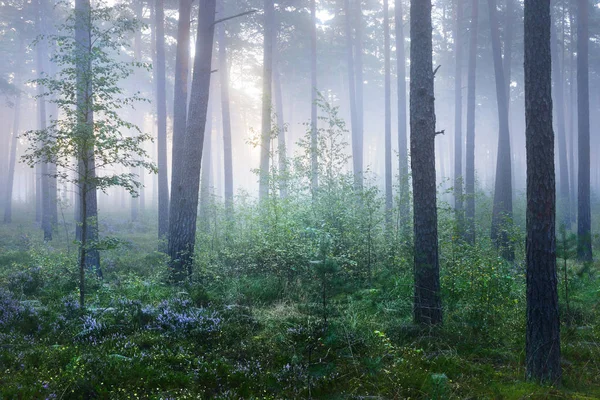 Foggy lever de soleil dans la belle forêt de feuillus — Photo