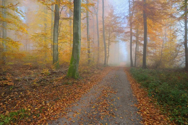 Mysterieuze ochtend mist in de herfst bos — Stockfoto