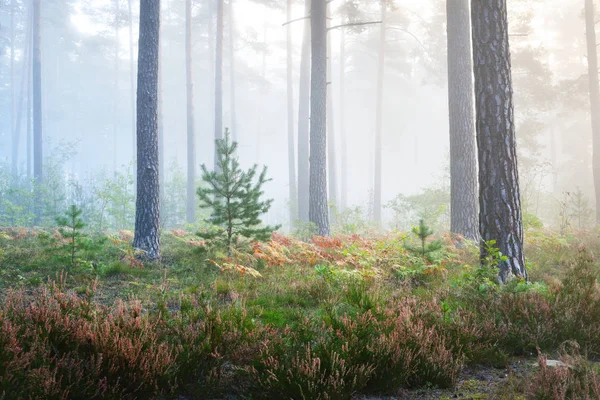 Nebbia alba nella foresta decidua — Foto Stock