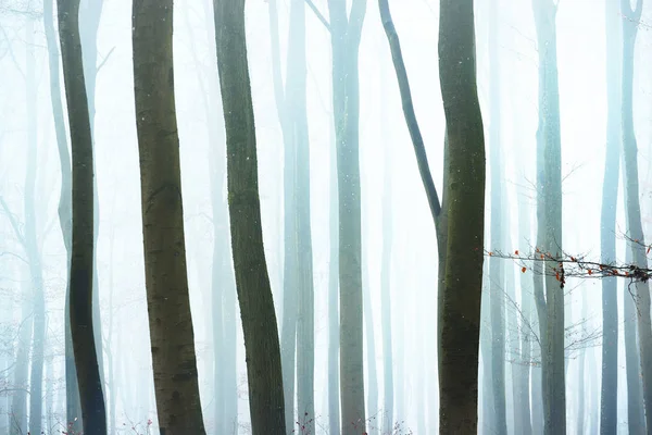 Sisli sonbahar ormandaki ağaç siluetleri 