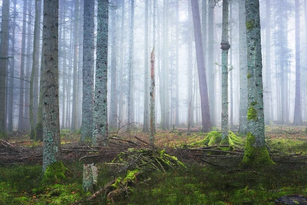 Floresta de pinheiros nebulosa escura com musgo — Fotografia de Stock
