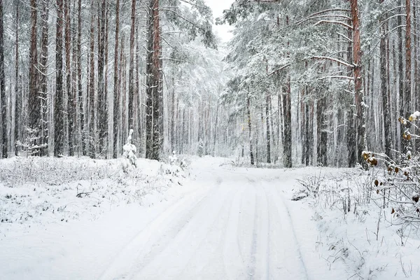 Bir kış orman yolda kar altında kaplı