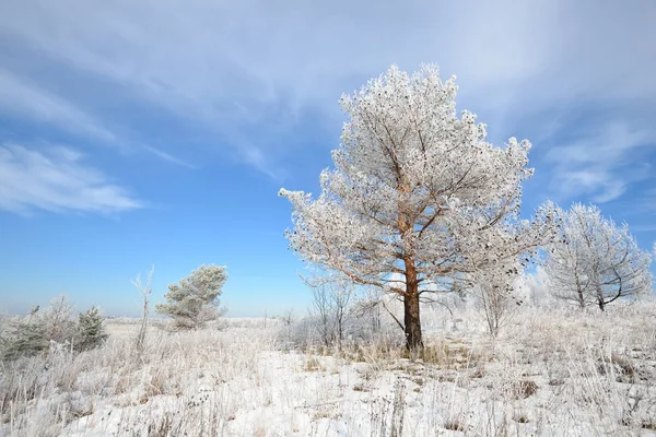 Tallar täckta med snö och rimfrost — Stockfoto