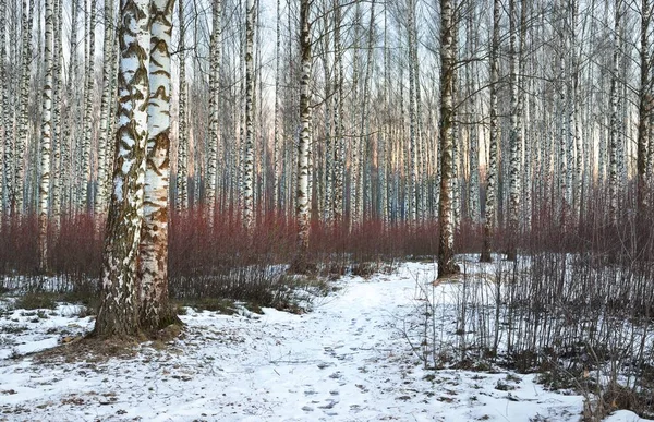 Hermoso bosque de abedul blanco en invierno — Foto de Stock