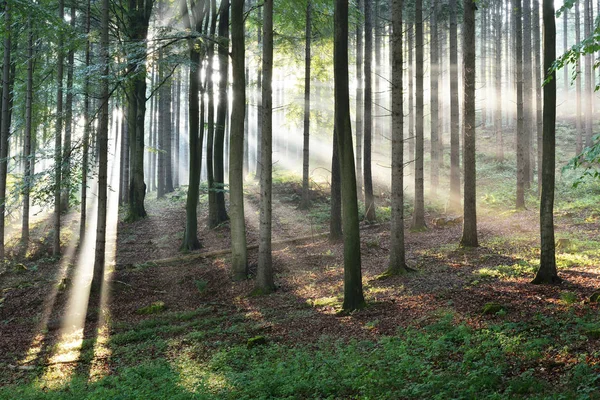 Solstråler i tåke i en tåkete skog – stockfoto