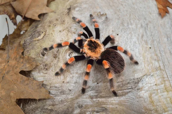 Birdeater tarantula spider Brachypelma smithi — Zdjęcie stockowe