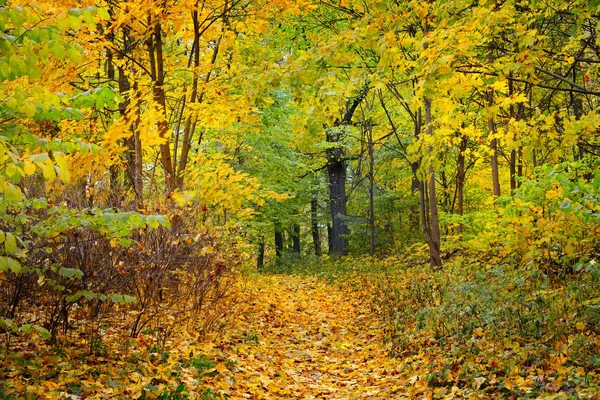 Callejón de otoño en un viejo parque —  Fotos de Stock