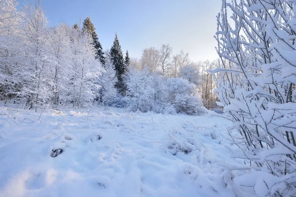 Karışık bir ormanda kış Harikalar Diyarı — Stok fotoğraf