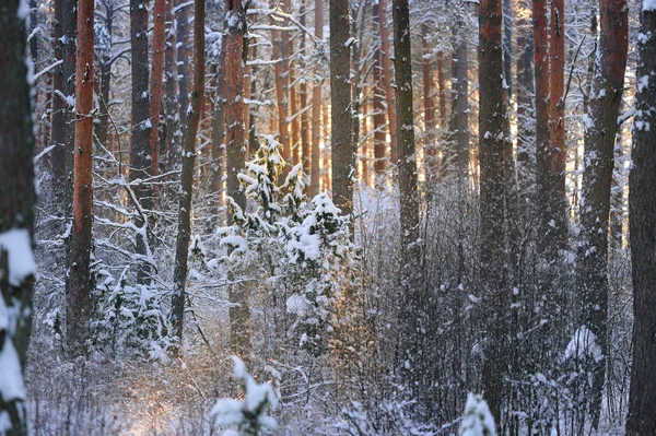 Kış harikalar diyarı karlı çam ormanı içinde — Stok fotoğraf