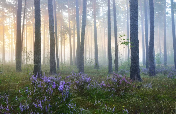 Güzel yaprak döken orman sisli gündoğumu