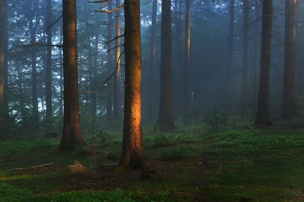Raios solares em uma floresta enevoada e misteriosa — Fotografia de Stock