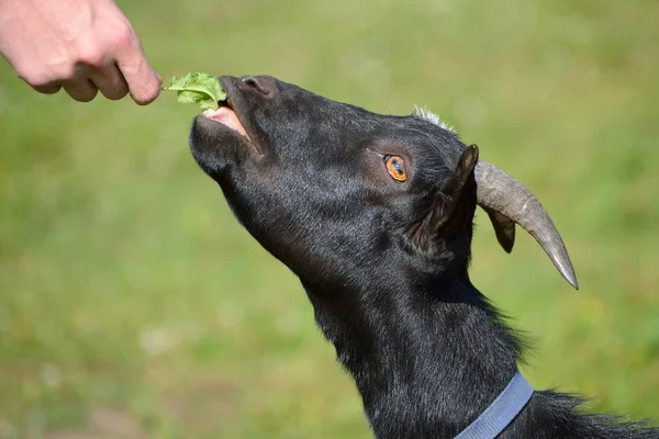 Black goat eating a herb