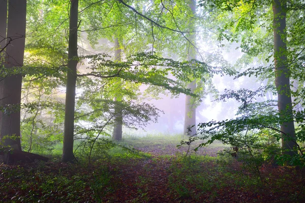 Солнечные лучи в туманном лесу — стоковое фото