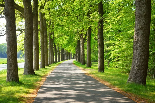 Güzel bisiklet yol ağaçlarıyla çevrili