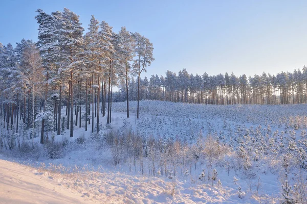 Młode sosny pokryte śniegiem lasu — Zdjęcie stockowe
