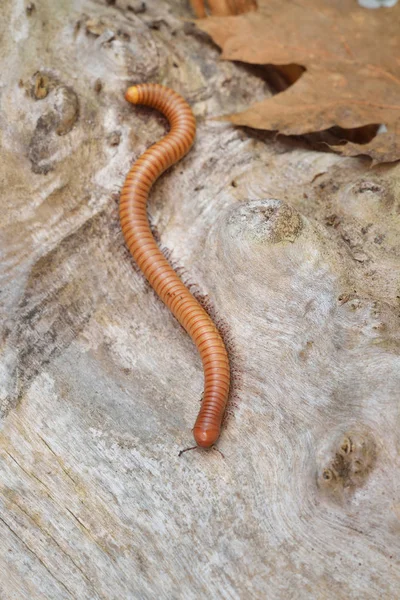 Orthoporus ornatus giant desert millipede — Stock Photo, Image