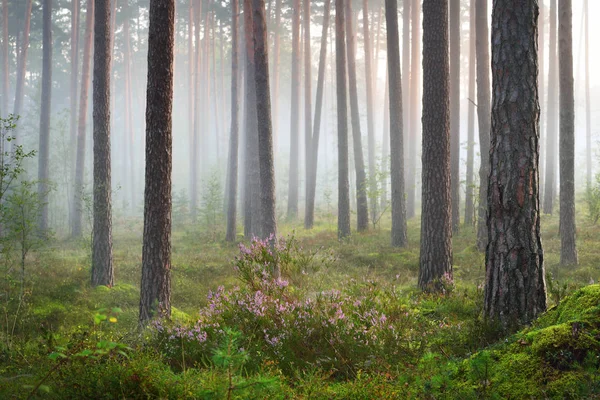 Amanecer brumoso en el hermoso bosque caducifolio —  Fotos de Stock