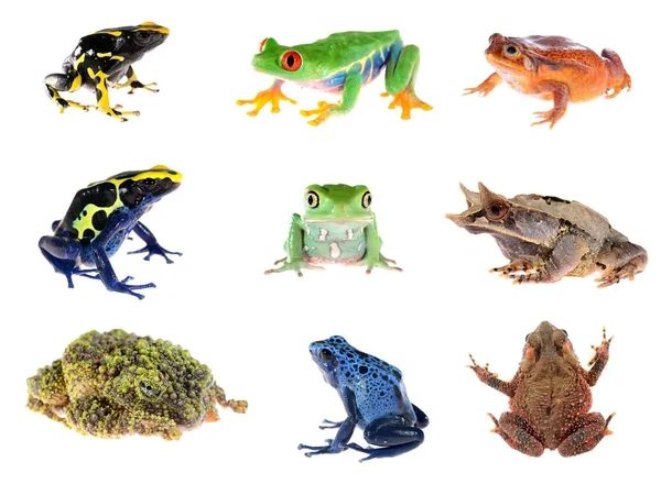 Dört farklı kurbağalar — Stok fotoğraf