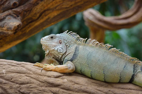 Iguana resting on a tree trunk — Stock Photo, Image