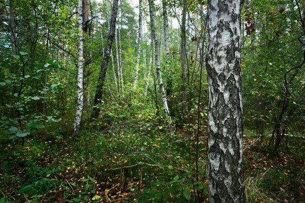 Early Autumn deciduous forest — Stock Photo, Image