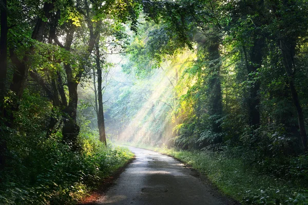 Güneş ışınlı orman yolu